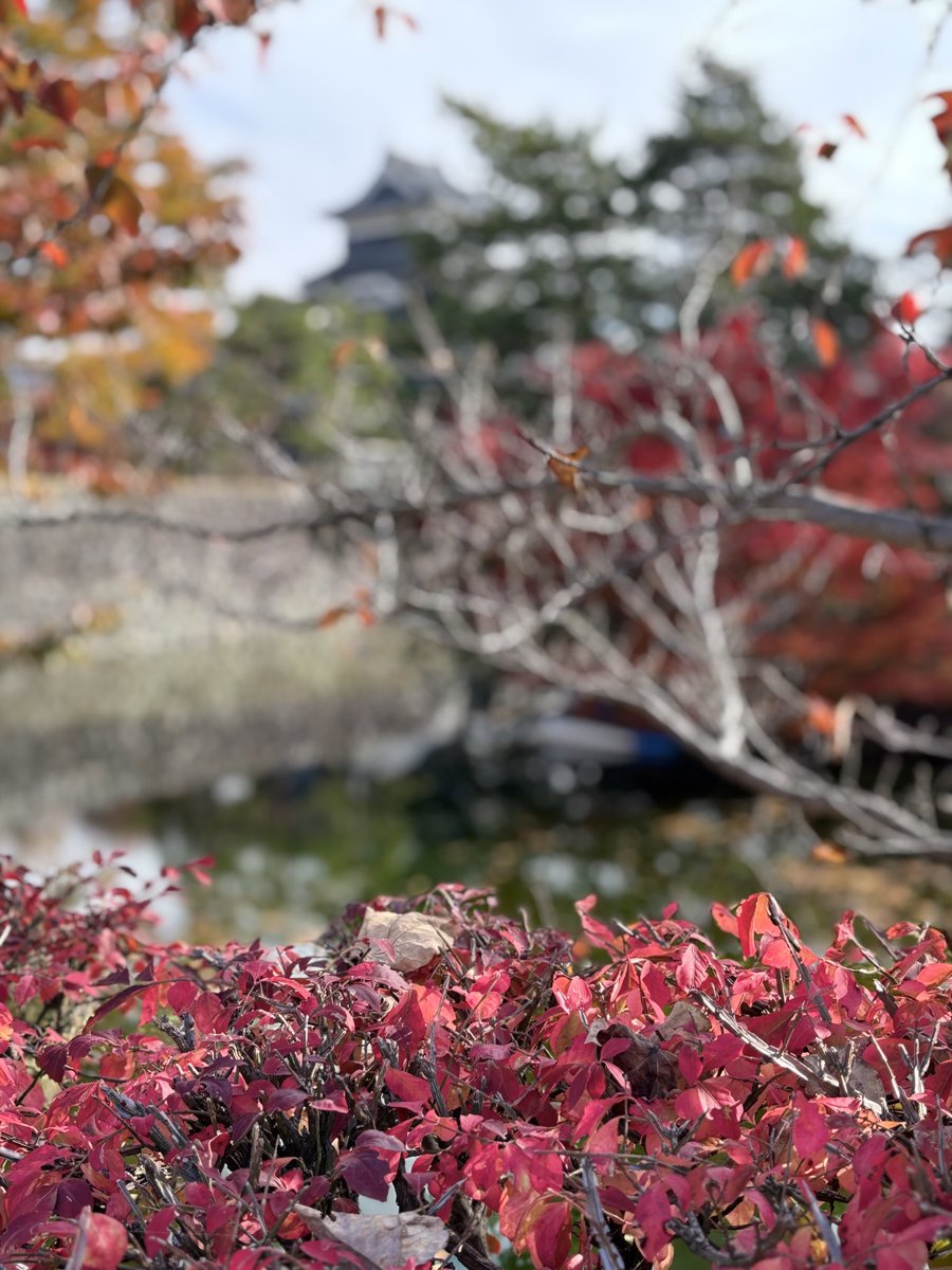 sonata0225's tweet image. Matsumoto Castle and autumn foliage.🏯🍁

#AutumnInJapan #FallColors 
#MatsumotoCastle #JapanCastle