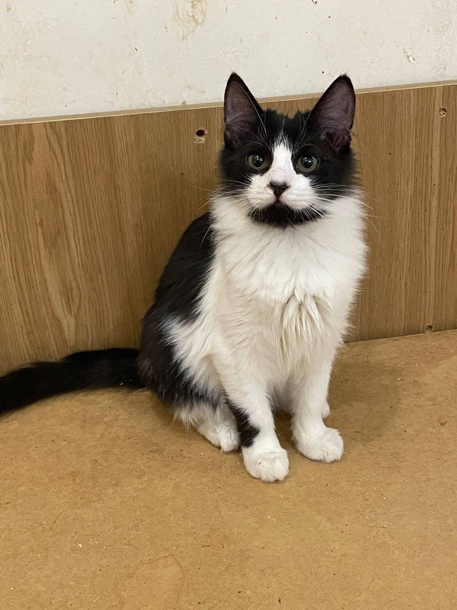 2 хлопчики
Приблизно 4 місяці
Наразі в Харкові, але можливі інші міста💔