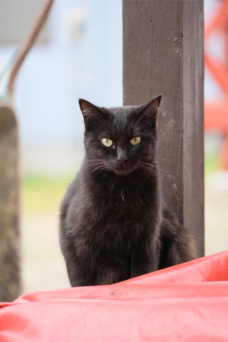 giantrogo's tweet image. 寒い日曜日