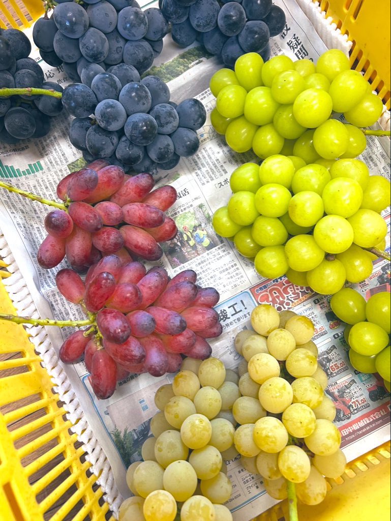 葡萄 縁起物 高級調度品 葡萄 縁起物 高級調度品 葡萄 縁起物 高級調度