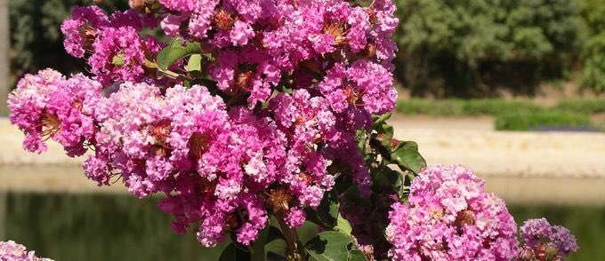 malaga's tweet image. En la web de  @JBHConcepcion puedes consultar el calendario de floración y fructificación de las plantas del jardín, para disfrutar de los mejores espectáculos que nos ofrece la naturaleza 👉  laconcepcion.malaga.eu/es/

Hoy, domingo, la entrada es gratuita de 14:00 a 17:30 h