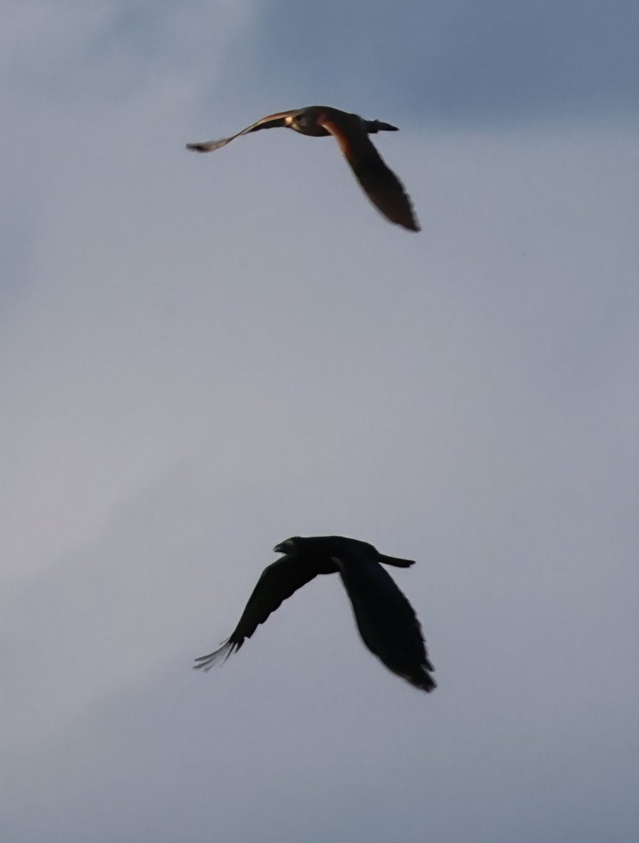 Dr Emma Preece tweet media