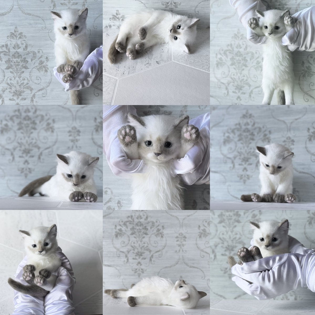 yokookada_bone's tweet image. ポインテッドの仔ネコちゃん。
ちいさな身体に、卵４つ分の“ぷちゅ”🥚🥚🥚🥚
そっと手に乗る、約200g。
先ほどBASEデビューしました！
プロフィールのリンクツリーよりご覧いただけます。
秋の猫ラッシュ🐾🐾🐾
Pointed kitten.
About four eggs’ worth of “puchu” in a tiny body 
A gentle 200g,…