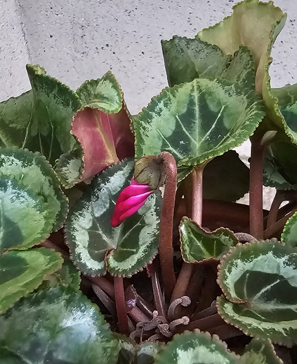 ❣️シクラメンです。２点おまとめ とんちん on X