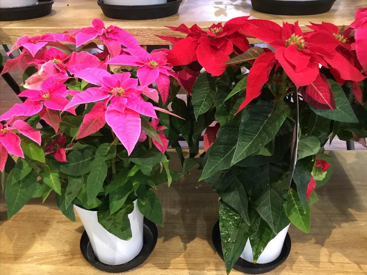 フラワーパーク花北店 on X