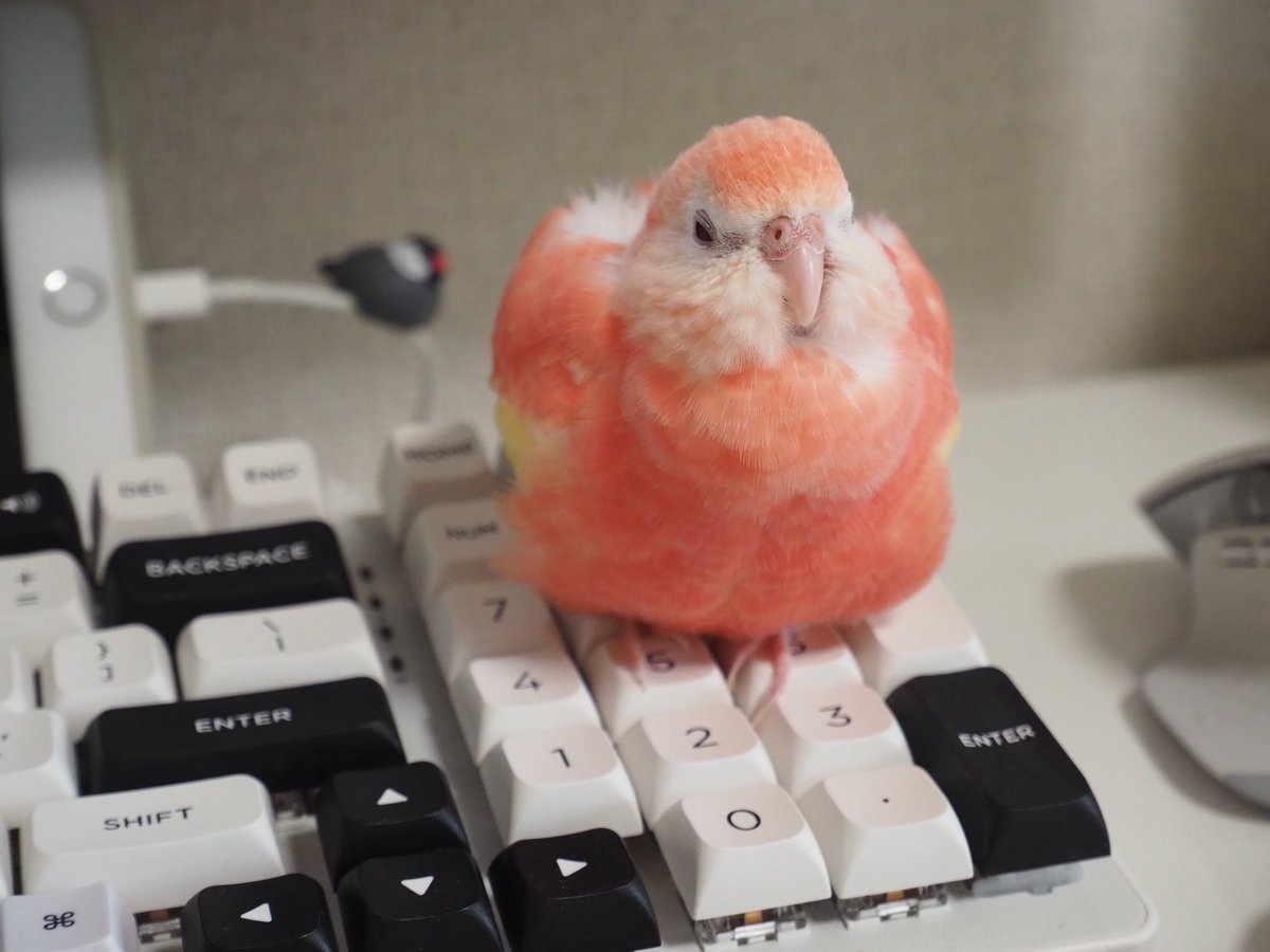 しろきな - no inko no life - on X