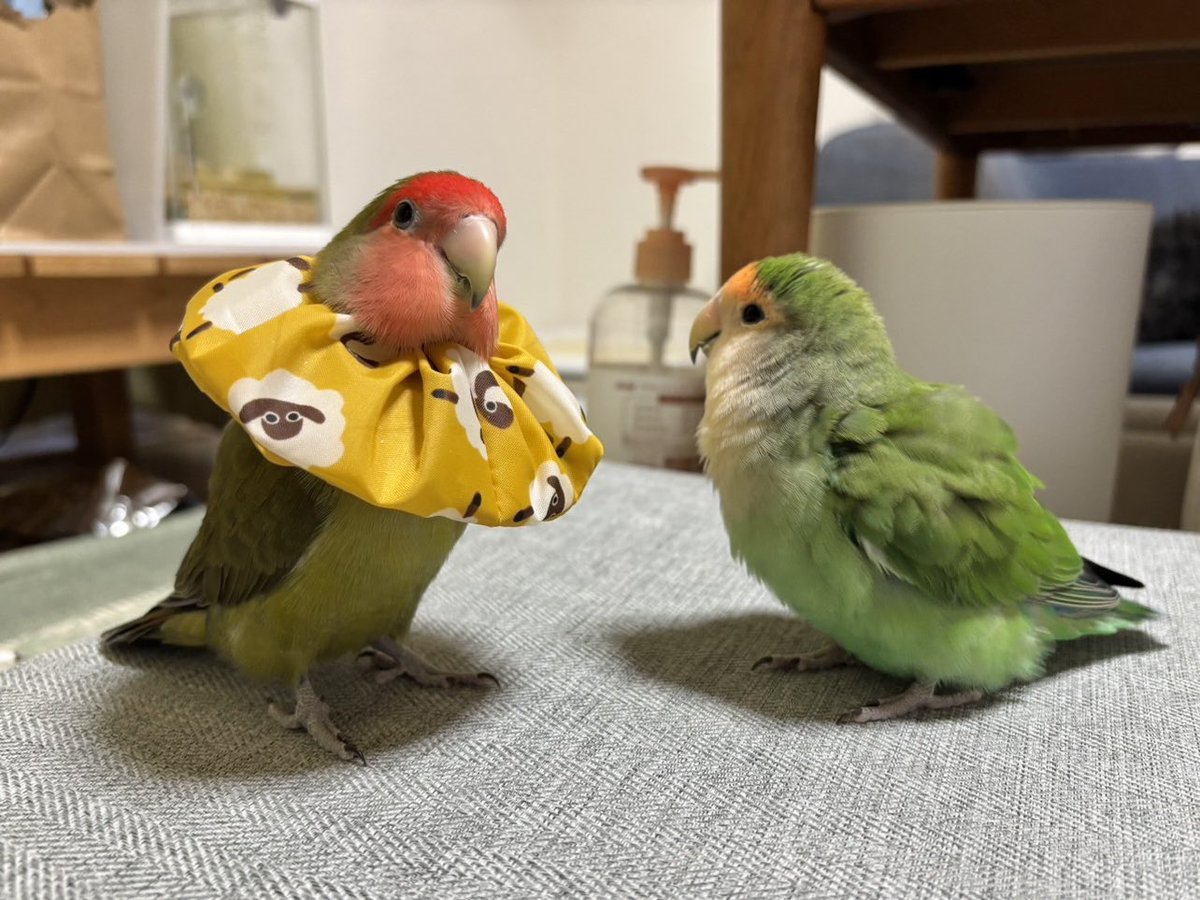 コザクラインコ