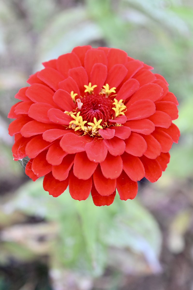 むむページ モモンガももちゃん on X