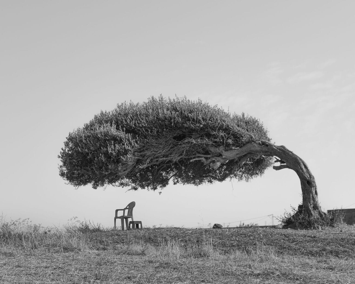 The Tree of Life, Tunisia  |  Skander Khif