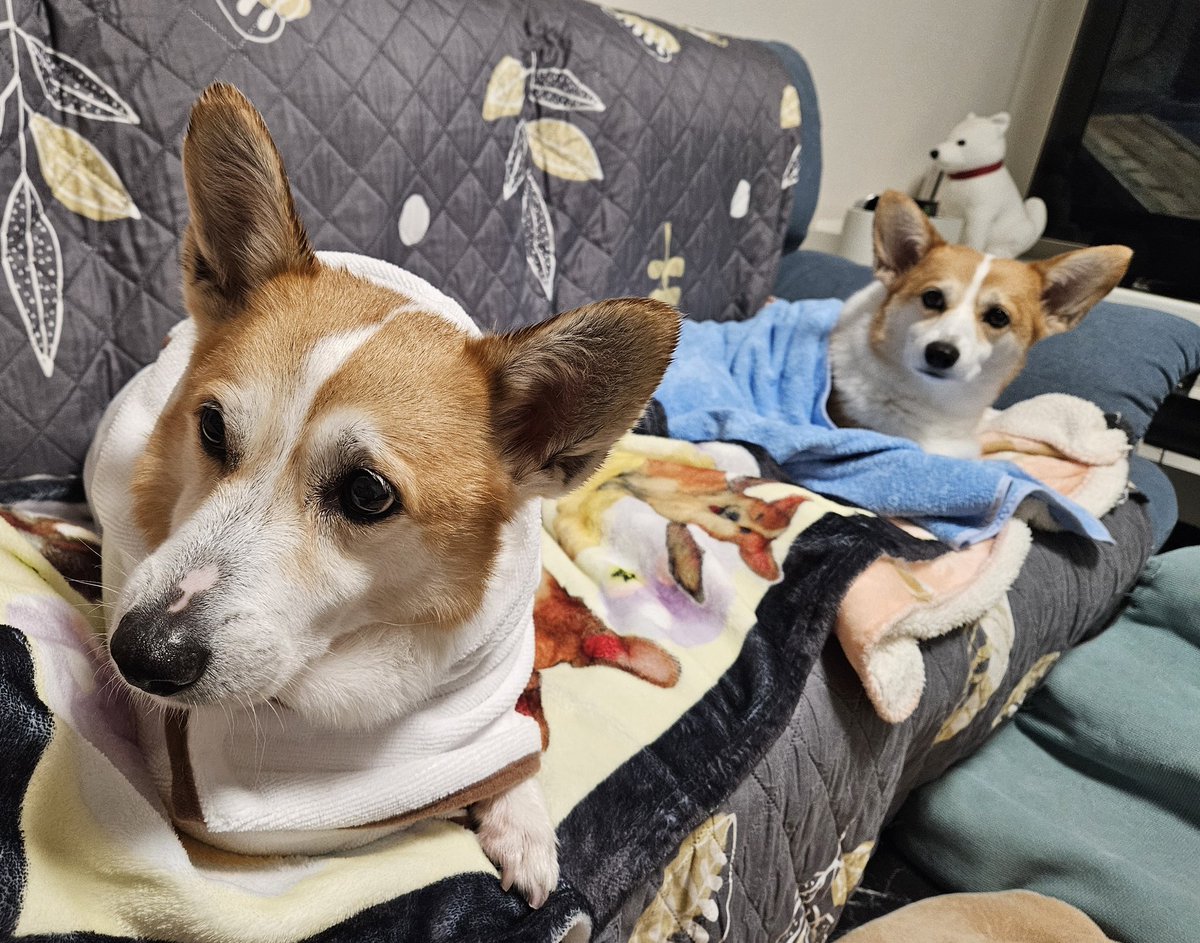 シーフーサン🍭(コーギー) (@usamikun) / Posts / X