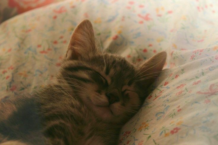 Miaw (@miaw) on Twitter photo 
