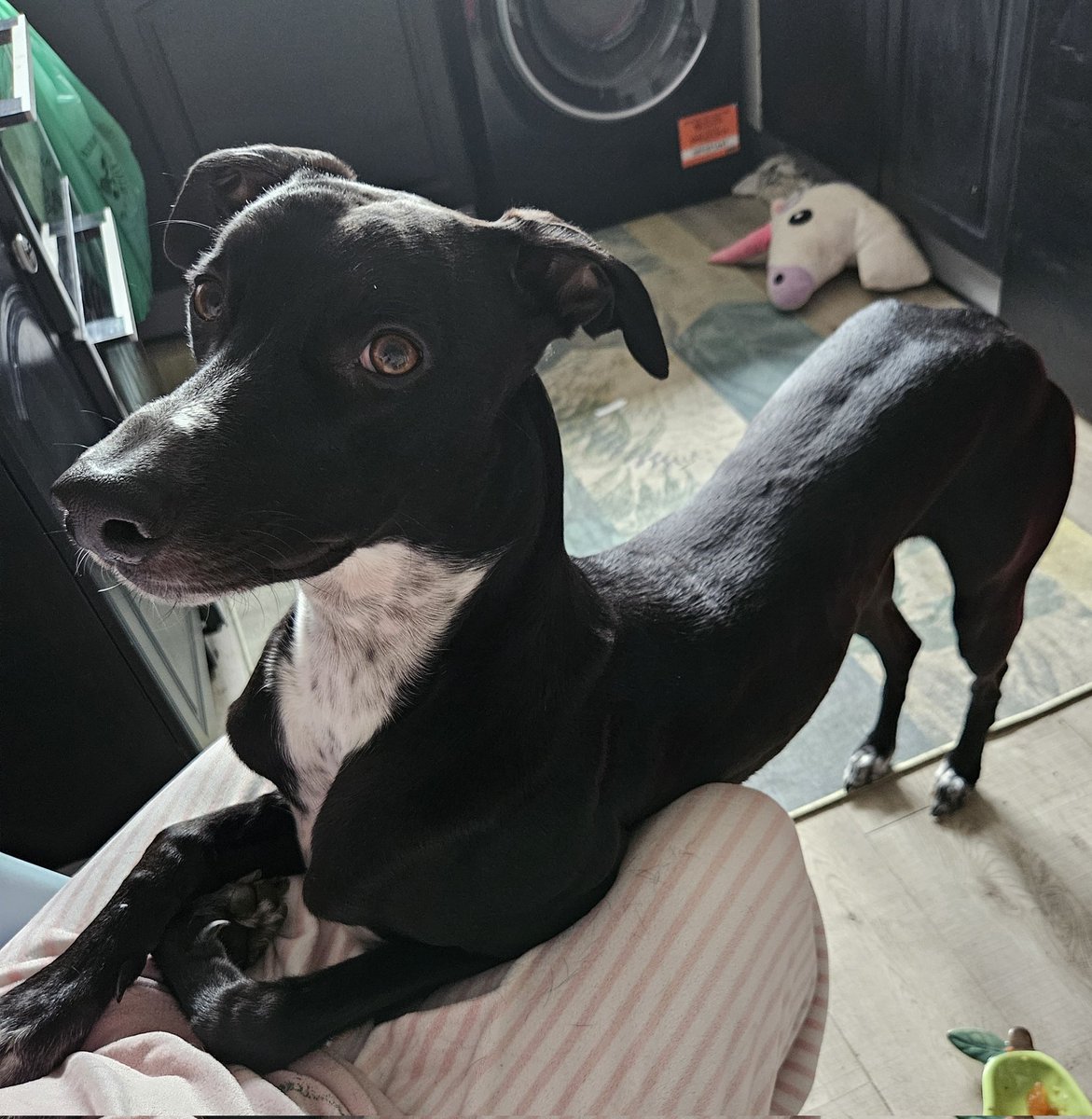 CooperWhippet's tweet image. Yes I&apos;m very comfortable here on your knee mum 😍💙🐾🐕