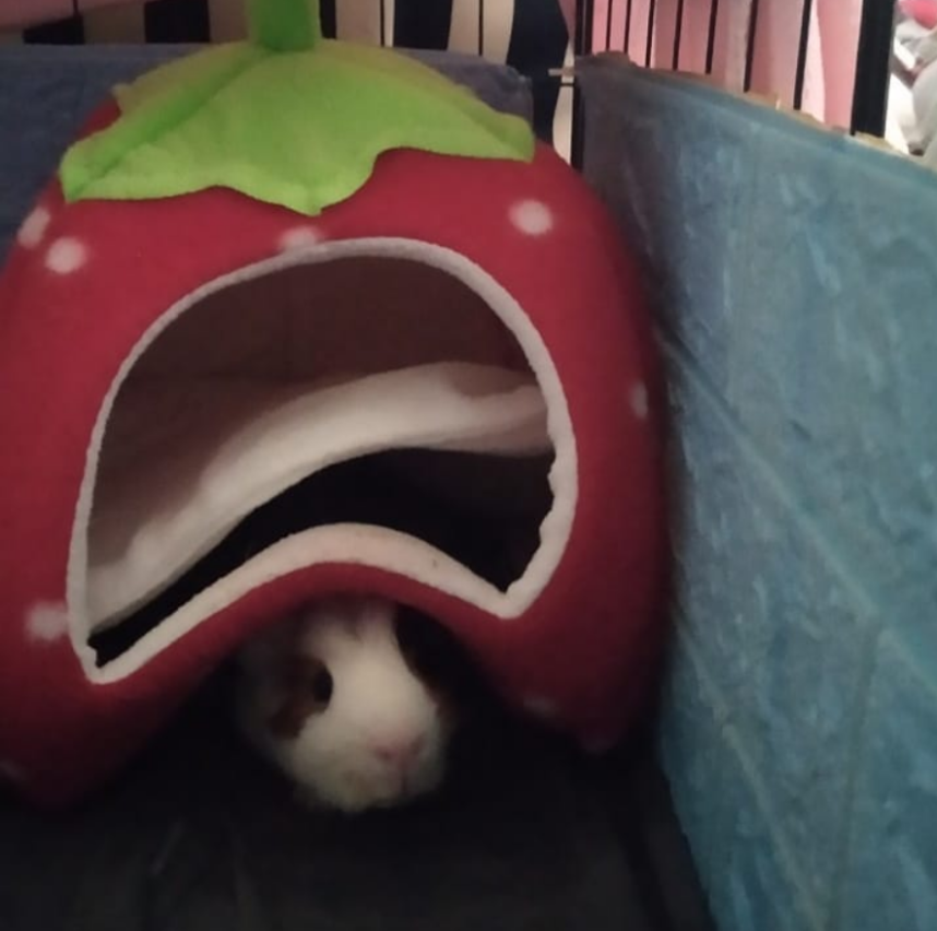 jayRXIV's tweet photo. @navvyia 600576781 HSR 

My guinea pig Tony! https://t.co/juLKhx0qhI