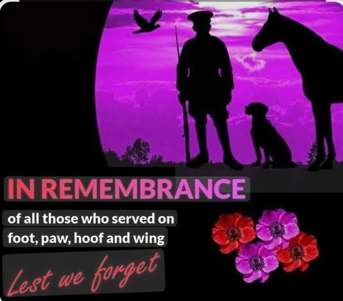 CooperWhippet's tweet image. Lest we Forget ♥️💜