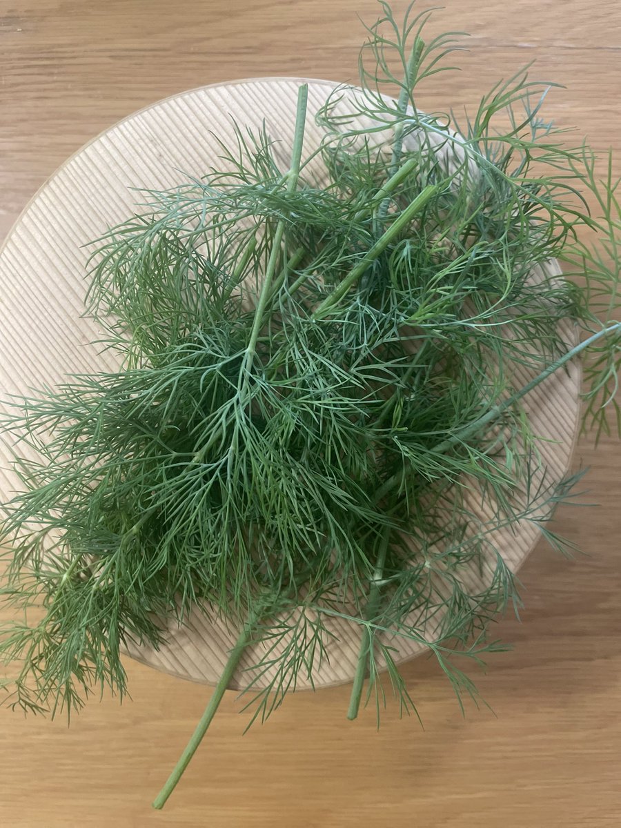 ayafarm2022's tweet photo. 【ディル巨大化につき収穫】

育ち過ぎるとかたくなり、ダーリンに食べてもらえなくなるディル。

放置すると危険ゾーン突入の予感がするため、収穫してみた。

使う予定ないので生でもしゃもしゃ食べるかぁ〜。

#家庭菜園
#プランター自然農
#ベランダ菜園
#お部屋菜園
#ベランダ菜園記録
#ディル https://t.co/vWl39kvhEY