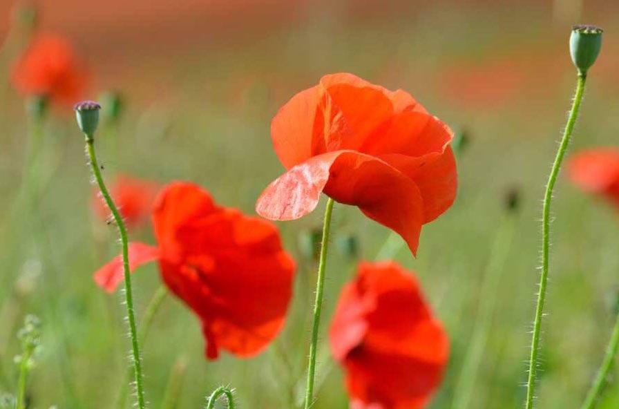 Harpenden Common GC tweet media