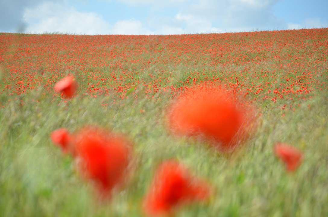 Harpenden Common GC tweet media