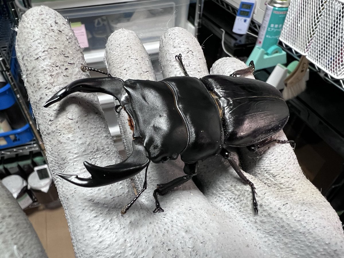 まめたん＠まめ屋 (@mameya_beetle) / Posts / X