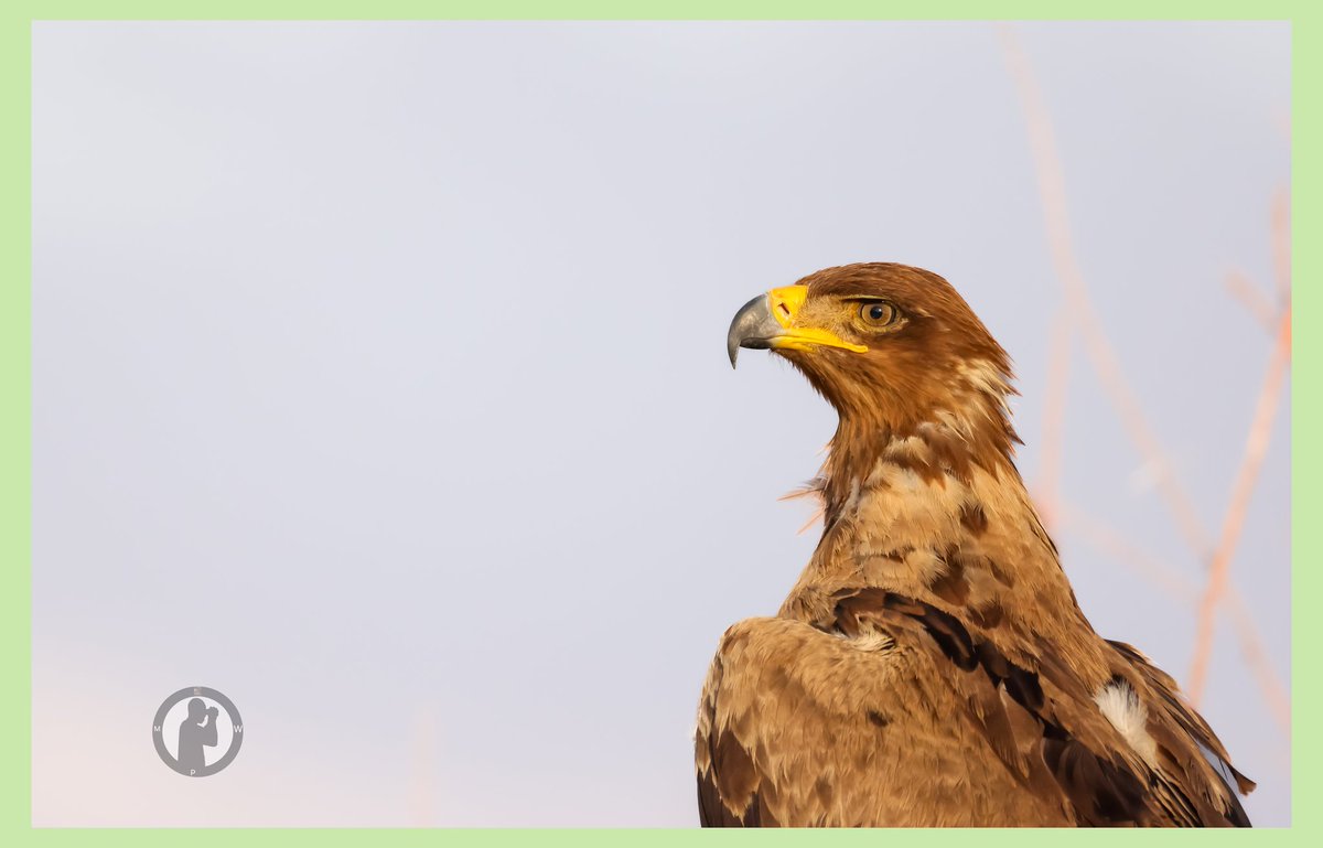 Tawny Eagle

Samburu National Reserve,Kenya.