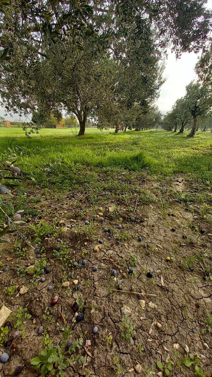 Pazar aktivitesi 😄🫒