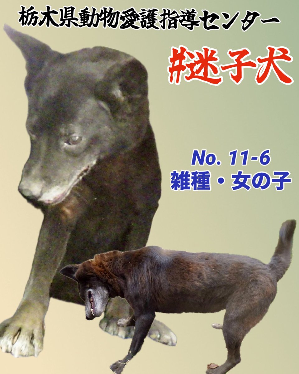 🇯🇵GOLL (通知欄見辛いです返しRTで最新に戻ってしまいます