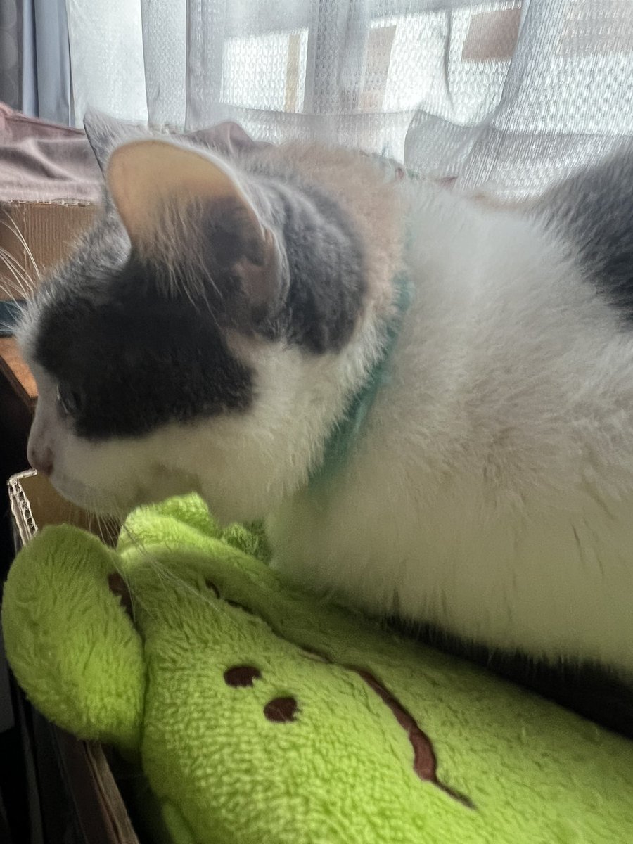 さくらちゃんのカラー、やっと取れました🌸
まだ少しお禿げ気味だけど、もう掻かなくなったのでこれで一段落です☺️💖

¡Por fin le quitamos el collar a Sakura! 🌸
Aún tiene un poco de calvita, pero ya no se rasca, así que todo está bajo control 🩷🐾