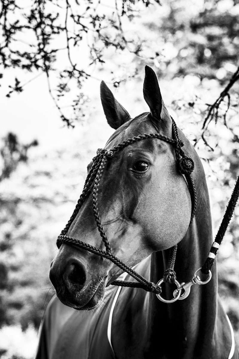 On Remembrance Sunday, we honour the courage and sacrifice of all those who have served and continue to serve in the armed forces, as well as the faithful service horses who stood alongside them. #lestweforget 🌹 

📸 <a href="/TheArtOfPolo/">The Art Of Polo</a>