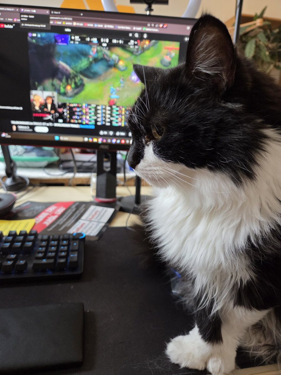 Katze sagt auch 3:0 für T1