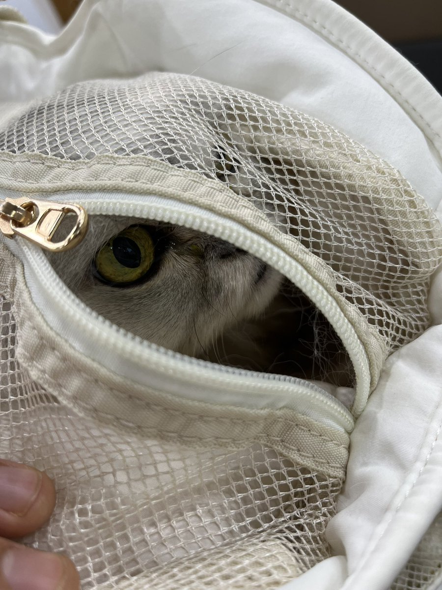 은동이 신징수치 쬐끔 떨어짐 애옹