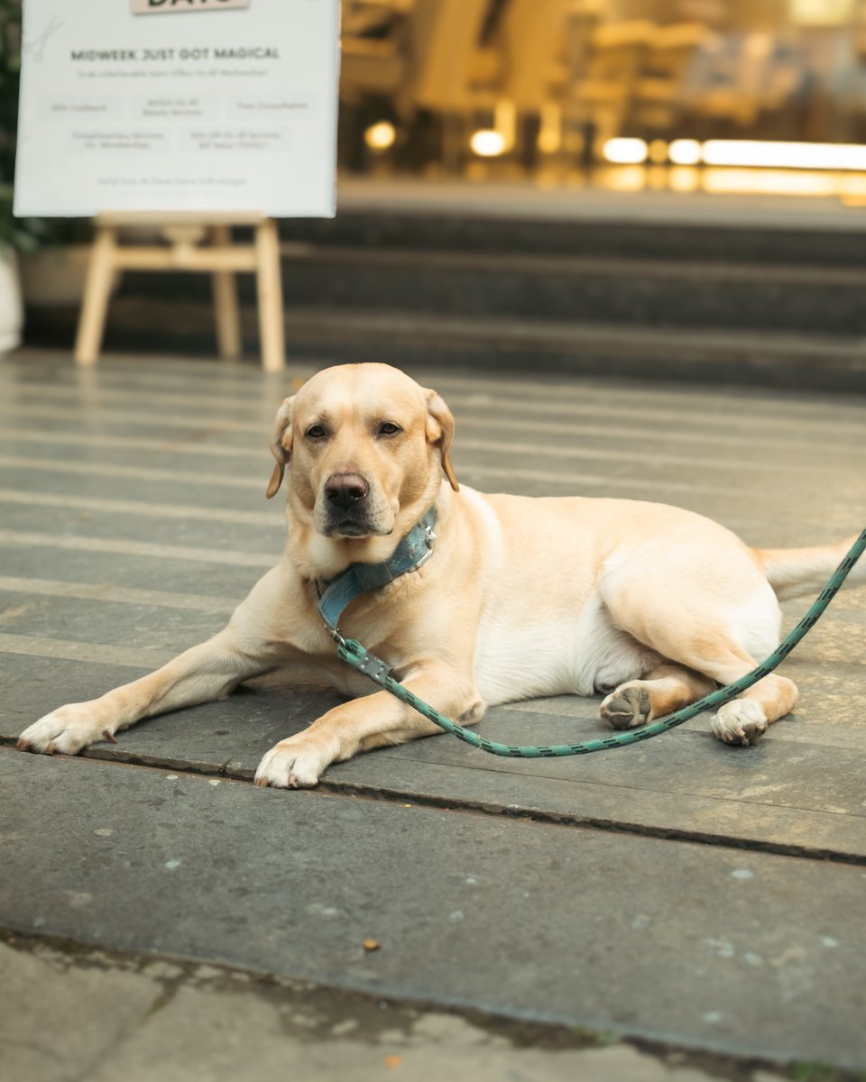 sauravbv's tweet image. Sad doggo