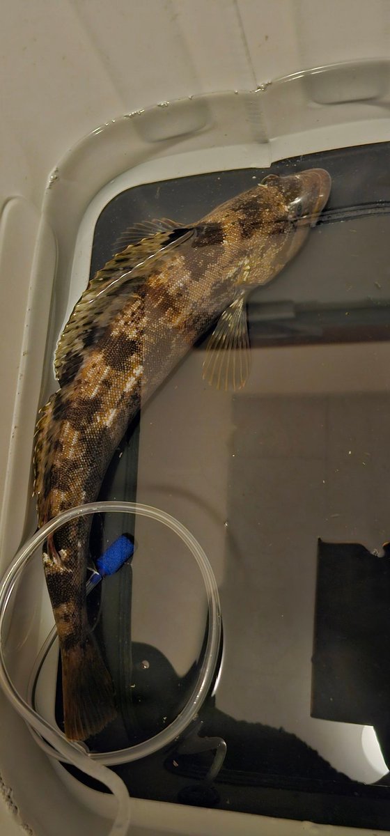 イナミ（INA3） tweet media