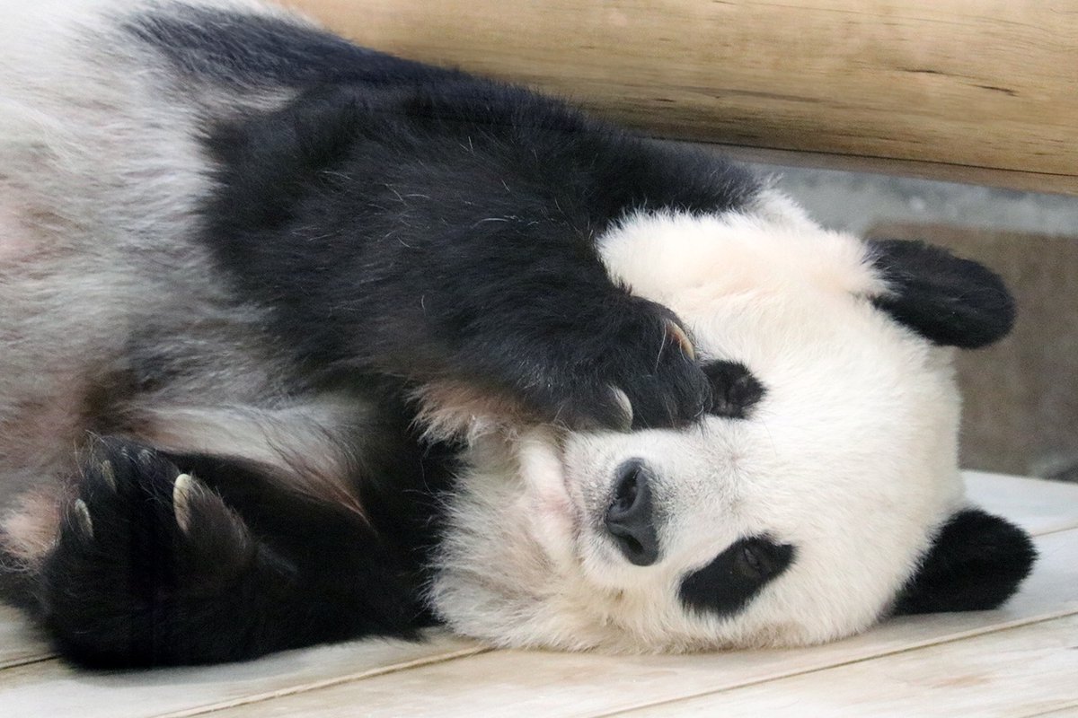 本当のことは、お口チャックなの」🐼✨️ #水曜日のお嬢様 #タンタン