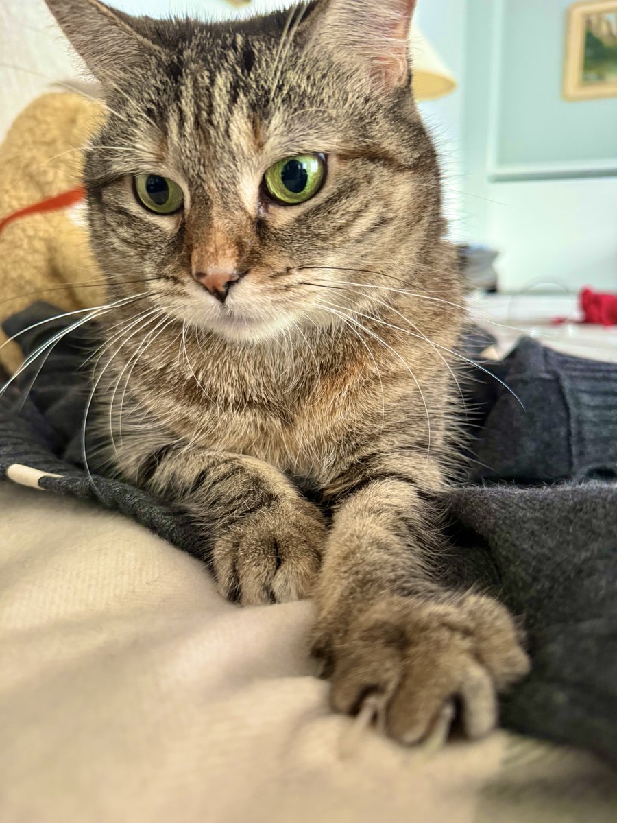 I have so much to do on my precious Sunday off: eat, snooze, snuggle, tunnel time, Mr T deading, leg washing, furniture scratching. I just don’t know how to fit it all in. Or what to do first! I’ll have a snoozle while I think about it.