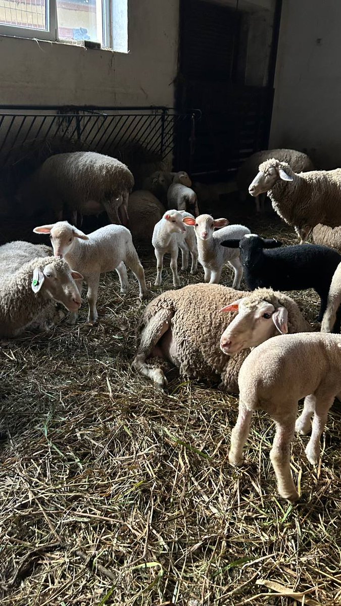 Принесла вам милоту 🥹
Такі вони хороші