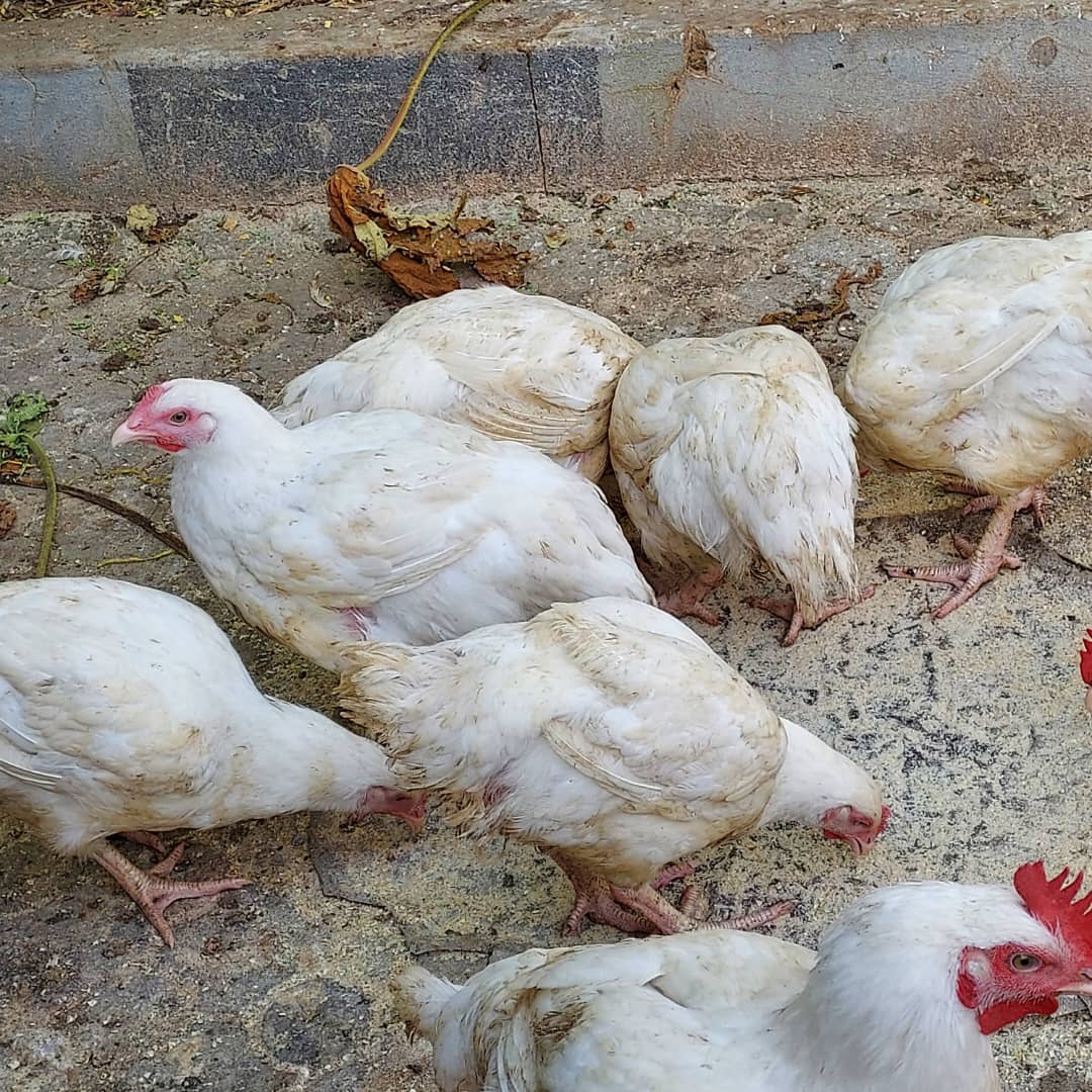 Adamu Aisha madu tweet media