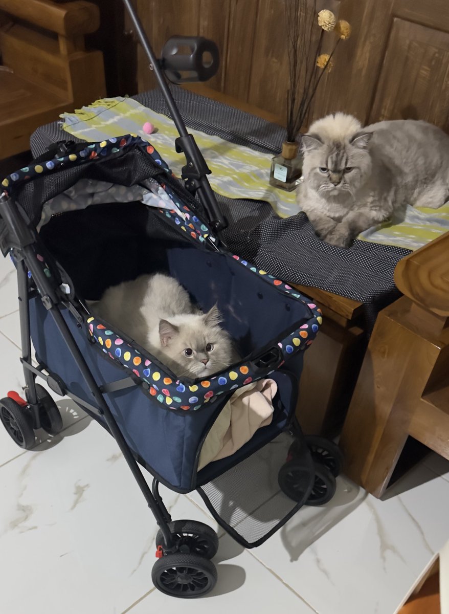 Alhamdulillaah ga sia2 bawa pulang stroller dr iipe