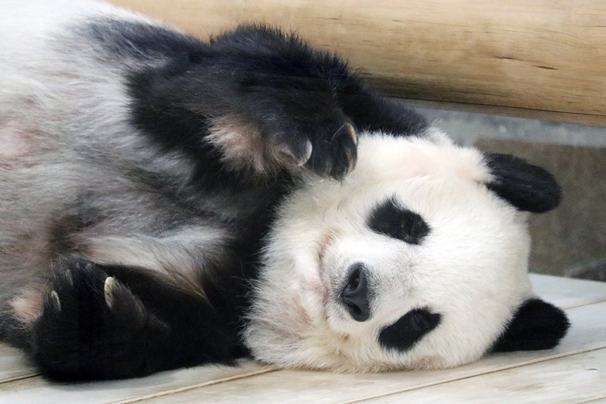 ゆかたん (@yu_ka7493) / Posts / X