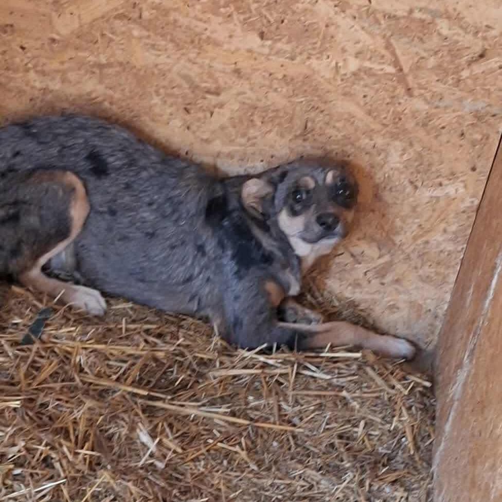 Bella is the next lucky girl who can go to Germany. She's so lucky as she's still a bit timid but they want her to go now❤️❤️❤️ She has £50 in her bus fare pot but needs another £80 if any of you kind people will help her on her way 🤞🤞🤞 tinyurl.com/DogBusFares