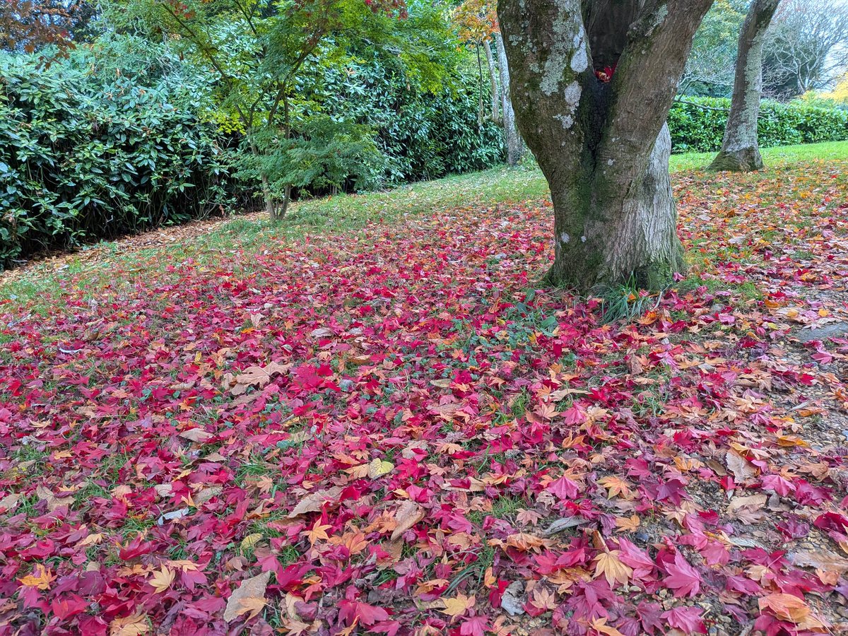 The Acer belongs to the maple family of #trees, produces vibrant #colour in #autumn &amp; distinctive foliage. Native to Asia, Acers symbolise protection, strength, endurance &amp; longevity. Branches hung over doors ward off #witches &amp; evil #spirits. #FolkloreSunday