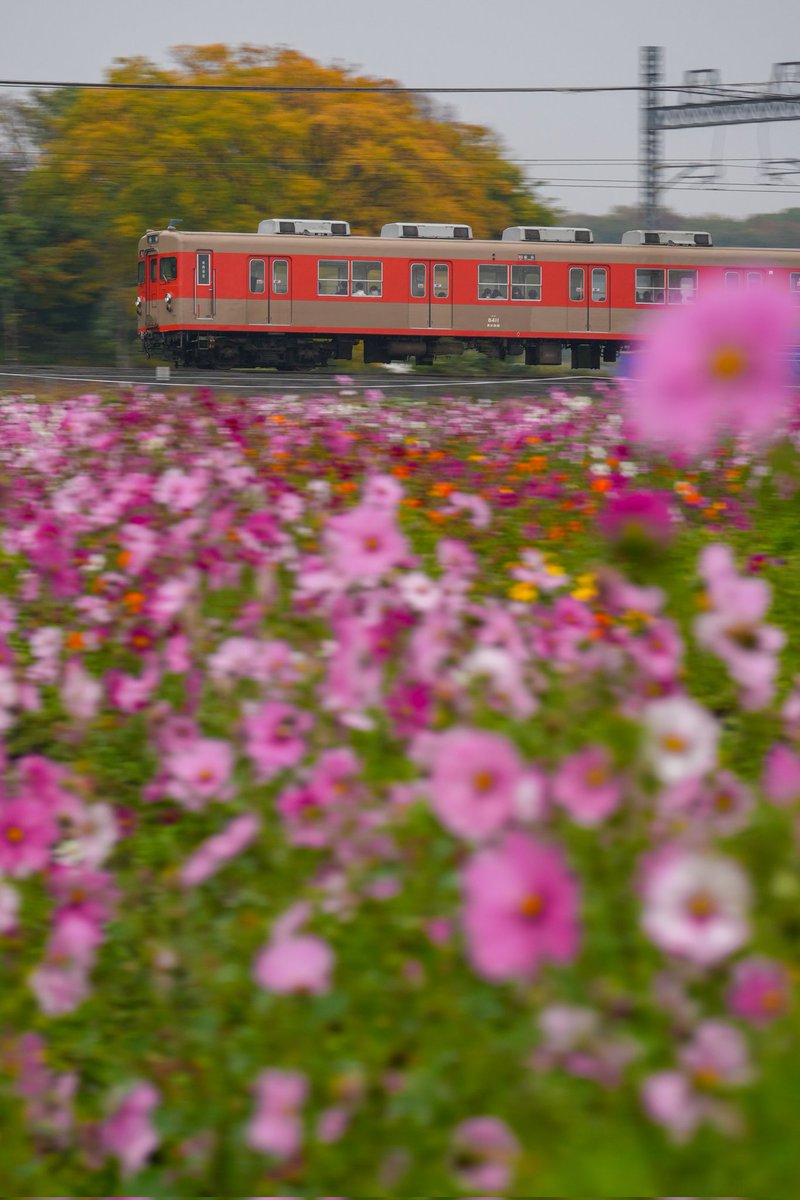 ぷりんページ•*¨*•.¸♬︎ Y.K@ぐーりんぱ (@negifuta) / Posts / X