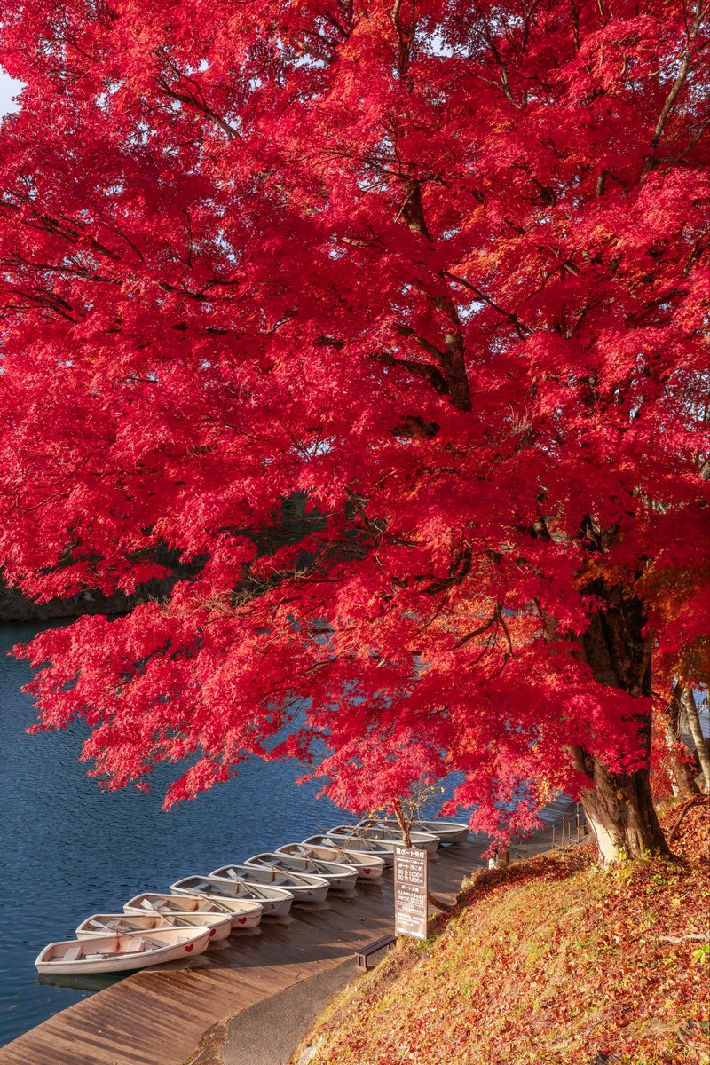 しまたく みい on X