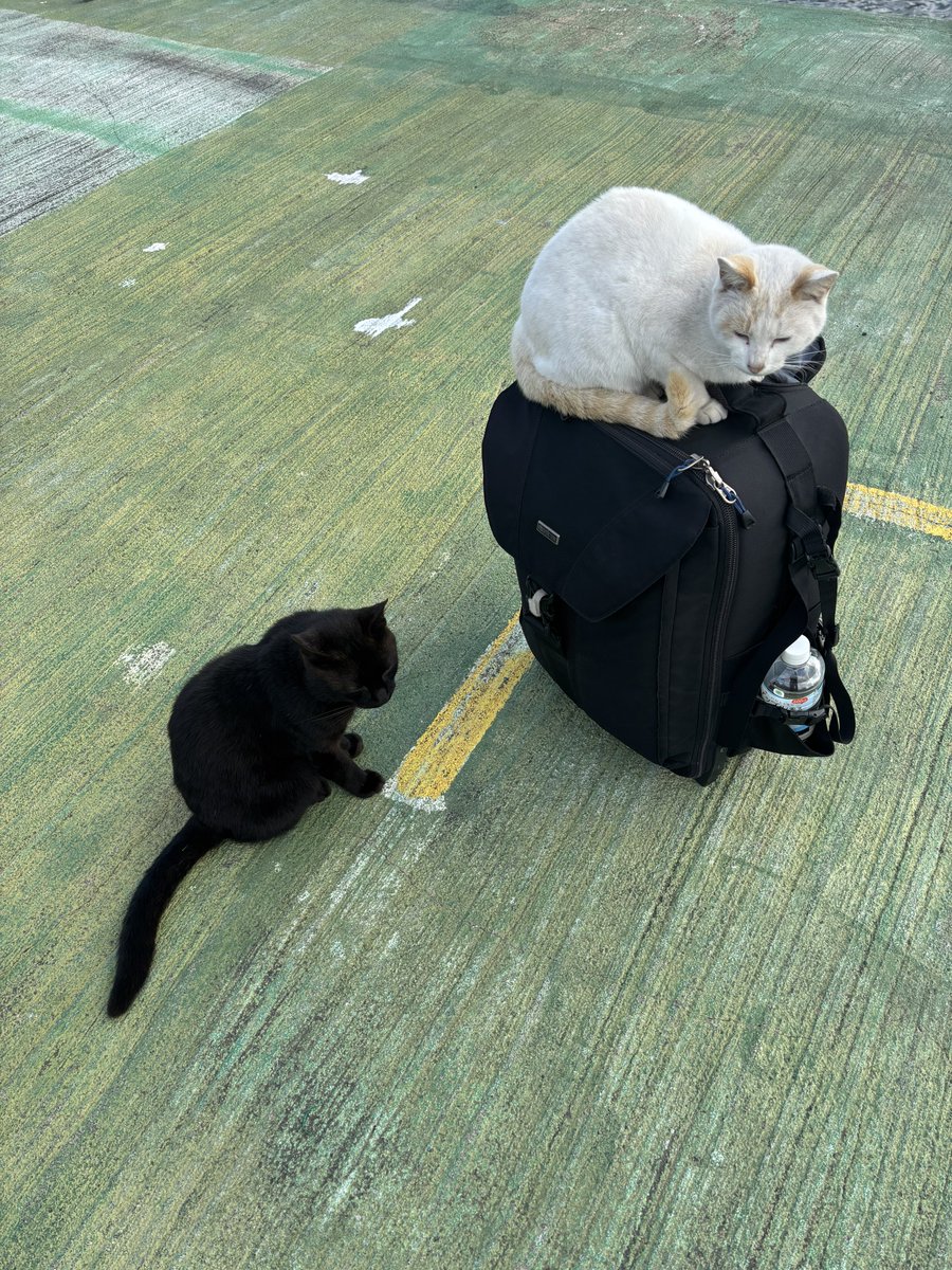 猫撮影ばかりで人を撮る事が少なくなってきてすみません