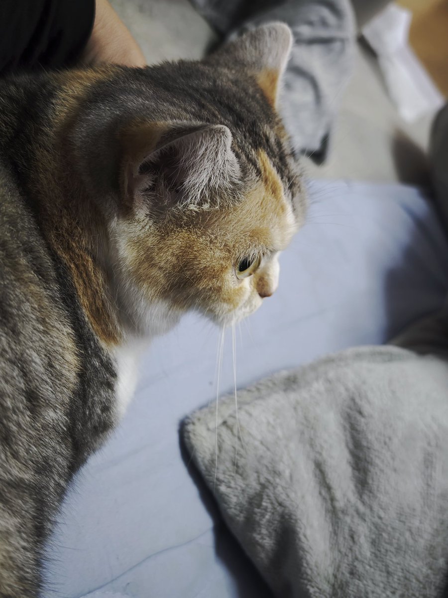 untaebi's tweet image. 体調悪くてずっと寝てた😷
隣にヌッコおった😻
ちょっと良くなってきたからこれから水槽の水換えとかやるかね…