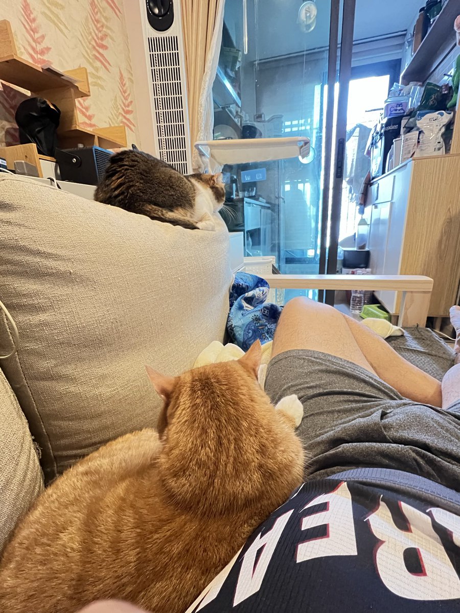 มาเล่นกับแมวห้องเรามั๊ย