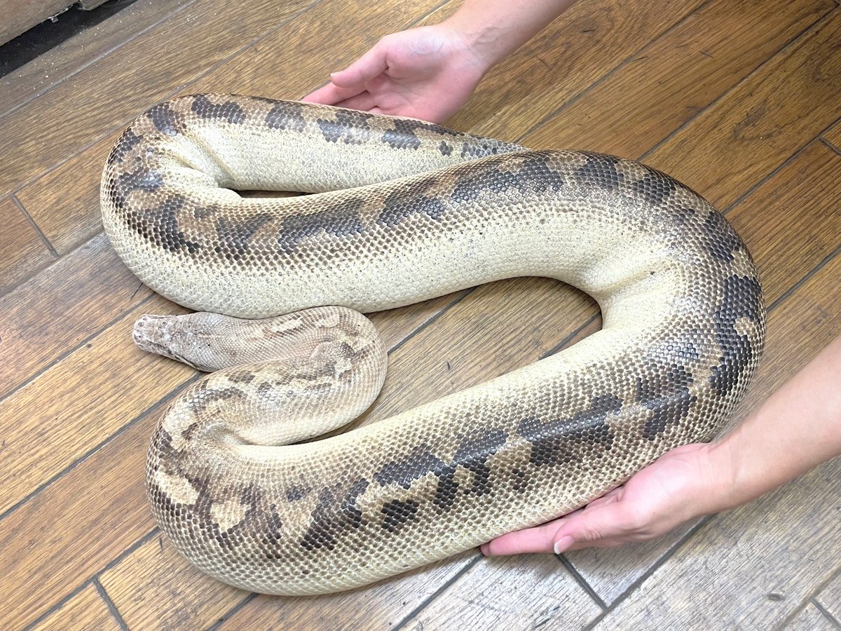 ✨入荷✨

・マラヤンブラッドパイソン(T+アルビノPossマトリックス)
3年飼い込み個体▲▽▲▽

・マラヤンブラッドパイソン(アイボリー)
4年飼い個体個体■□■□

電話、メールでのお問い合わせお待ちしてます❗️
よろしくお願いします☀️