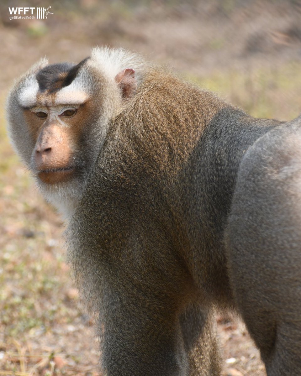 🐒 Meet Phayao for #MacaqueMonday! #Rescued as a baby after his mother was poached, Phayao has grown into the big boss of his troop at #WFFT💚

He spends his days grooming, foraging &amp; swimming with his friends - living as naturally as possible.

👉 wfft.org/donate/