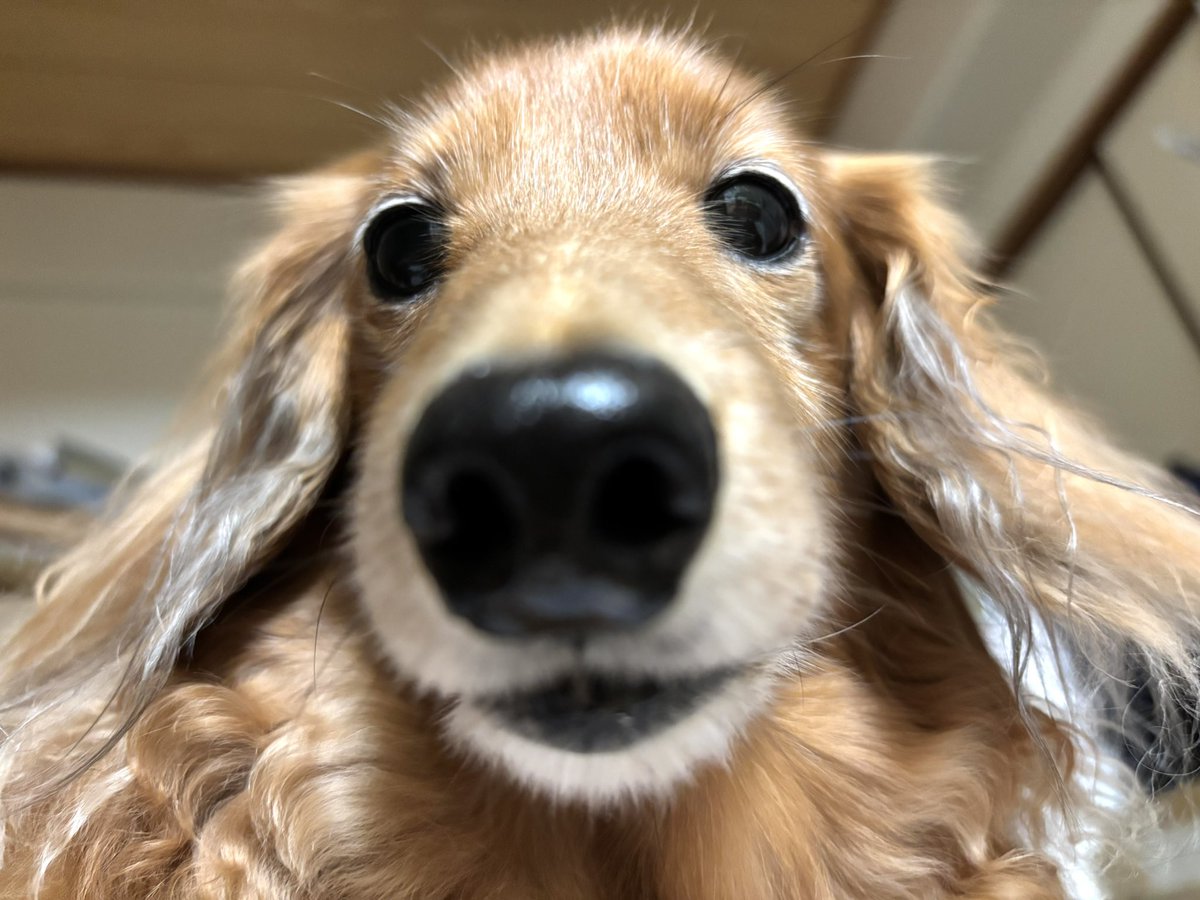 tibi_makiusa's tweet image. 11月9日、今日の大阪東部はずーっと雨でした☂️
🐶🐶🐶と🐱に晩ゴハンをあげた後、低気圧やら更年期障害で体調不良の為、お布団に横になってたら、アラジンがお母ちゃんのぽにょぽにょのお腹に乗ってきてくれました💕
#犬好きさんと繋がりたい