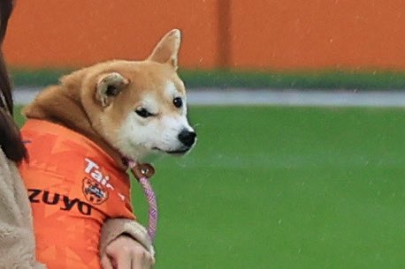 とらねこ様ご依頼用38 まろっち時々オレンジ猫 on X