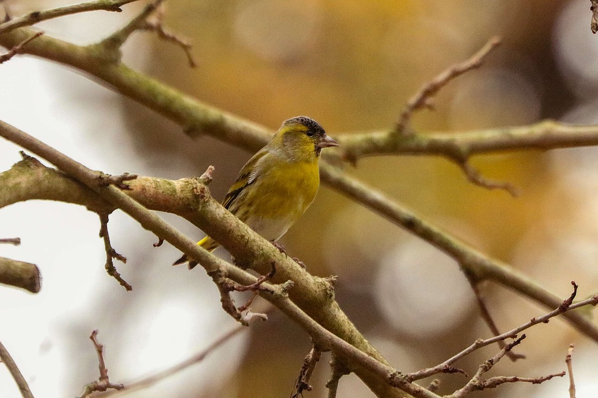 Our ecologist spotted this siskin high in the trees this week. A small member of the finch family, siskins will live in southern England all the way through Winter 🌨️

Have you ever spotted one? Keep an eye out next time you visit us 👀 

#birdwatching #hampsteadheath #nature
