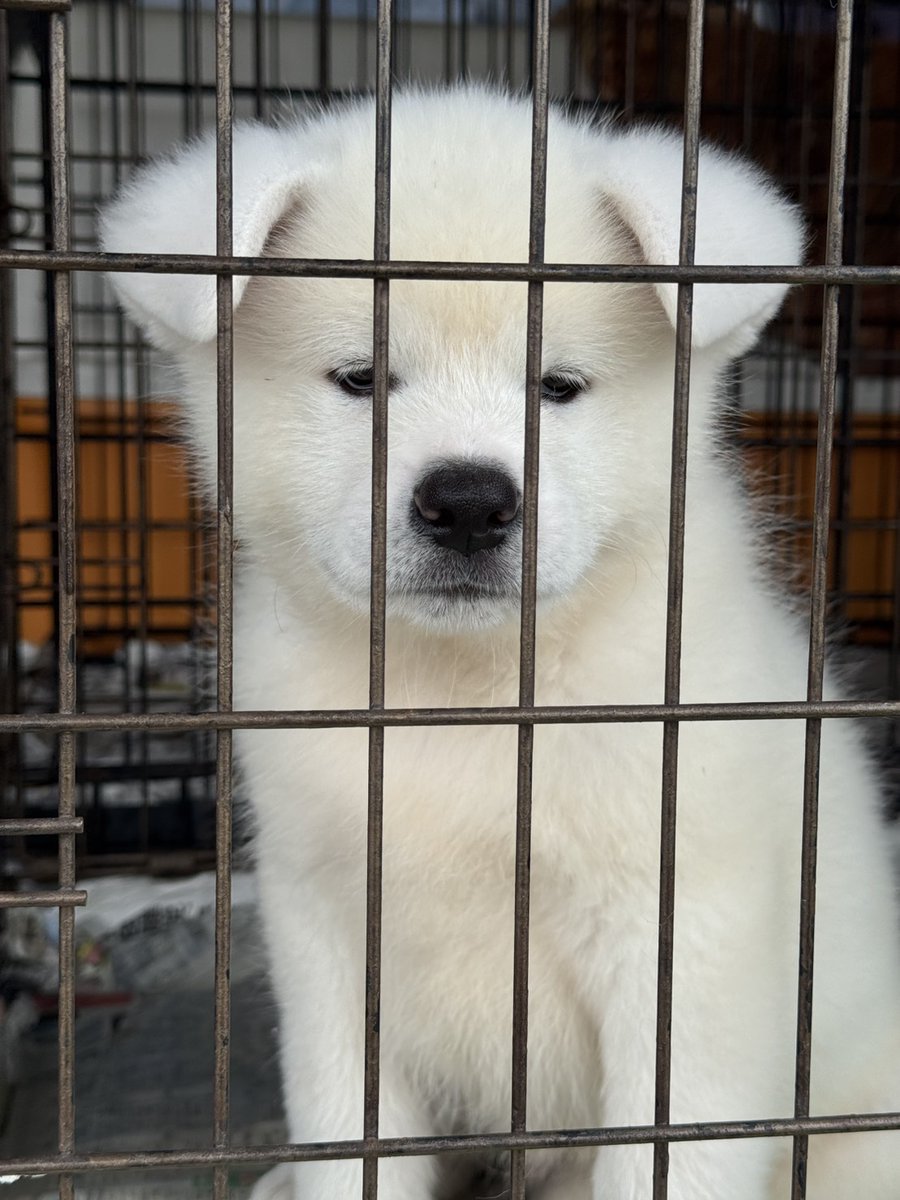 生後50日になったぼくちゃん❤初めての遠出、車練習🚐やっぱりパパと一緒で車酔い💦
お散歩デビューしたらたくさん楽しいところ行ってお出かけ好きになってほしいな☺
#秋田犬　#秋田犬ブリーダー
#秋田犬こいぬ　#秋田犬白毛
#飼い主様募集中　#鹿児島
#薩摩日登美犬舎